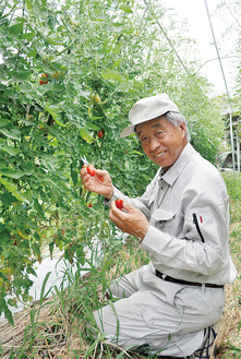 ソバージュ栽培のミニトマトを収穫する相澤さん