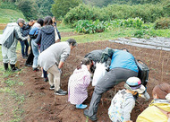 落花生・芋掘り、新鮮野菜も