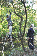 瓜生緑地の景観維持へ