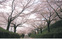 大妻の桜並木一般公開