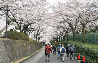 約１Kmの桜並木が一般公開された