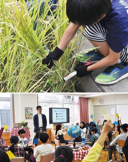 今年度５年生が取り組んだ「ライスプロジェクト」。稲刈りや、シンク・ジ・アースの上田氏の授業が行われた