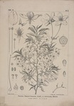 牧野博士の手による植物図（高知県立牧野植物園所蔵）