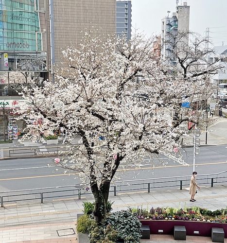 桜が咲き始めているさくら広場＝３月27日撮影