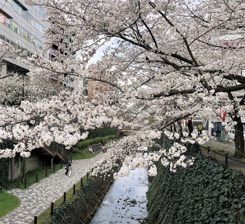 開花し始めた乞田川沿いの桜＝３月28日撮影