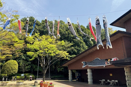 ゆう桜ヶ丘玄関前に掲げられた鯉のぼり