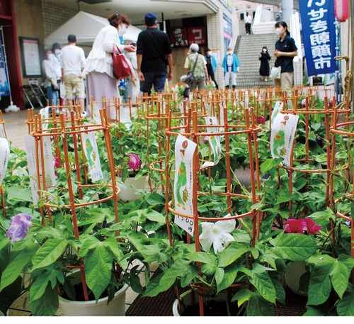 毎年、鮮やかな朝顔が並ぶ
