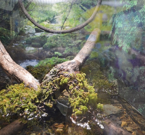 写真の中に３匹の「ベトナムコケガエル」がいる