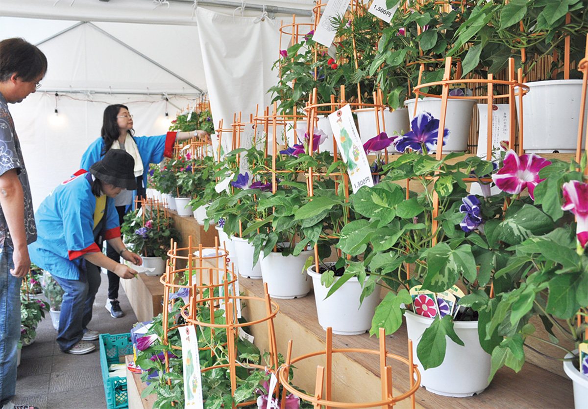 地元特産品の 朝顔 が１０００鉢 ７月７日 ８日 夏恒例の 朝顔市 多摩 タウンニュース