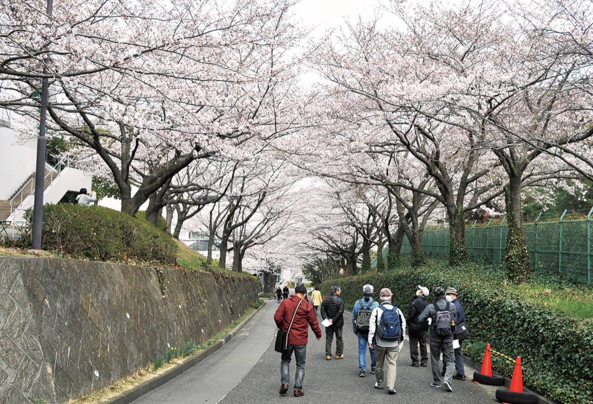 大妻の「桜並木」今年も公開
