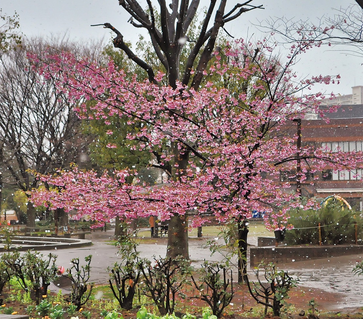 もう春なのに…