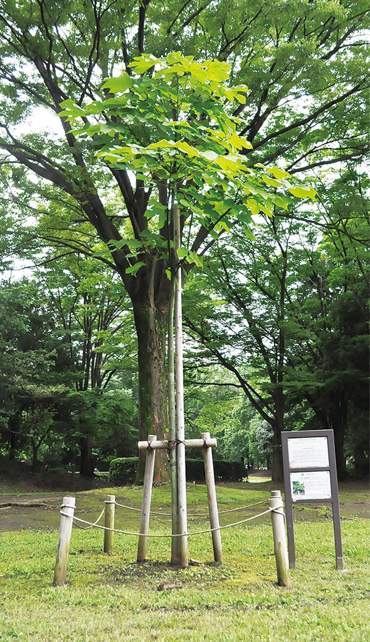 平和のシンボルツリー 中央公園に被爆アオギリ 多摩 タウンニュース