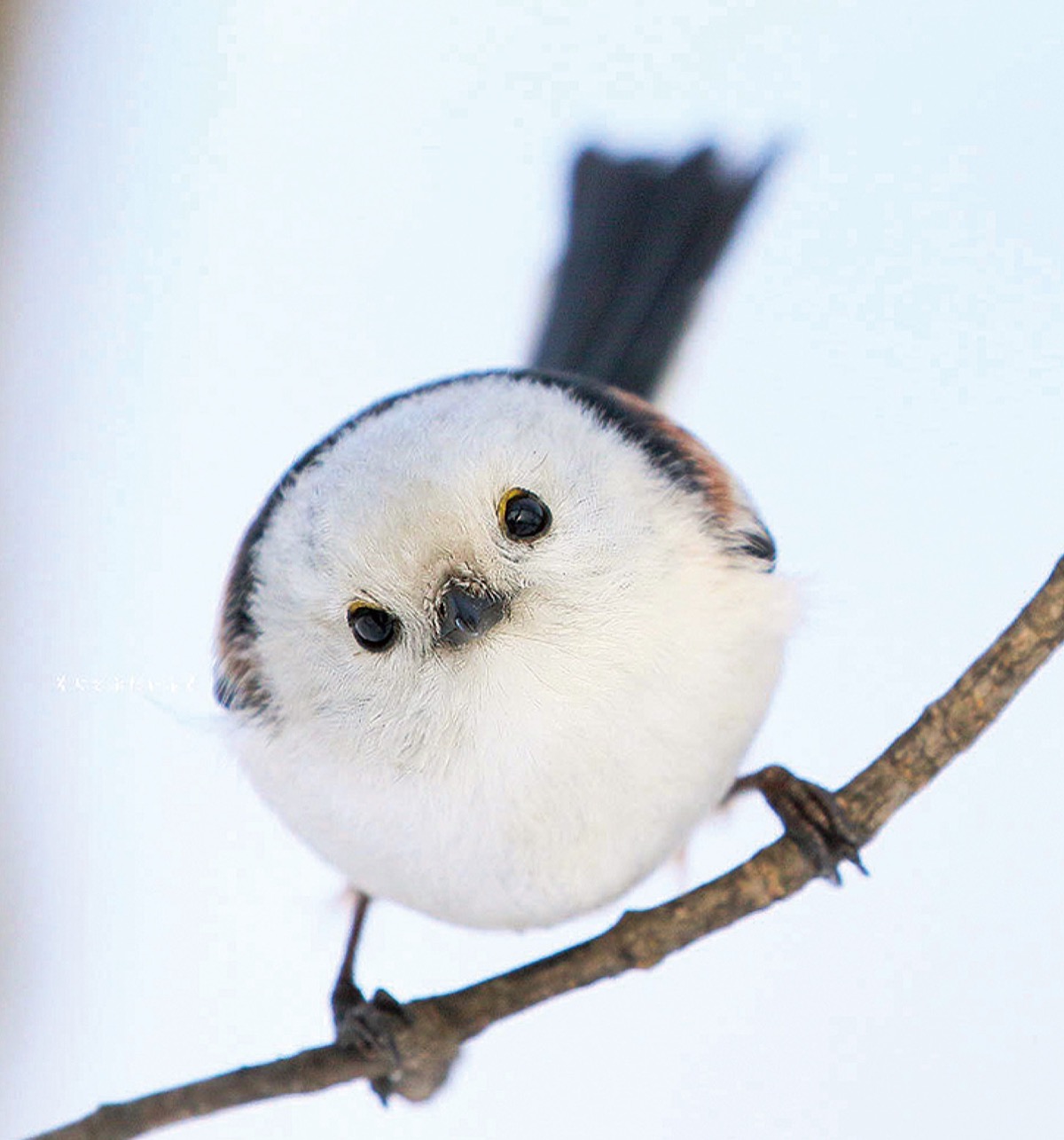 ♥♥♥シマエナガ♥17センチ(*´艸｀*)里親様募集♥鳥❤️妖精