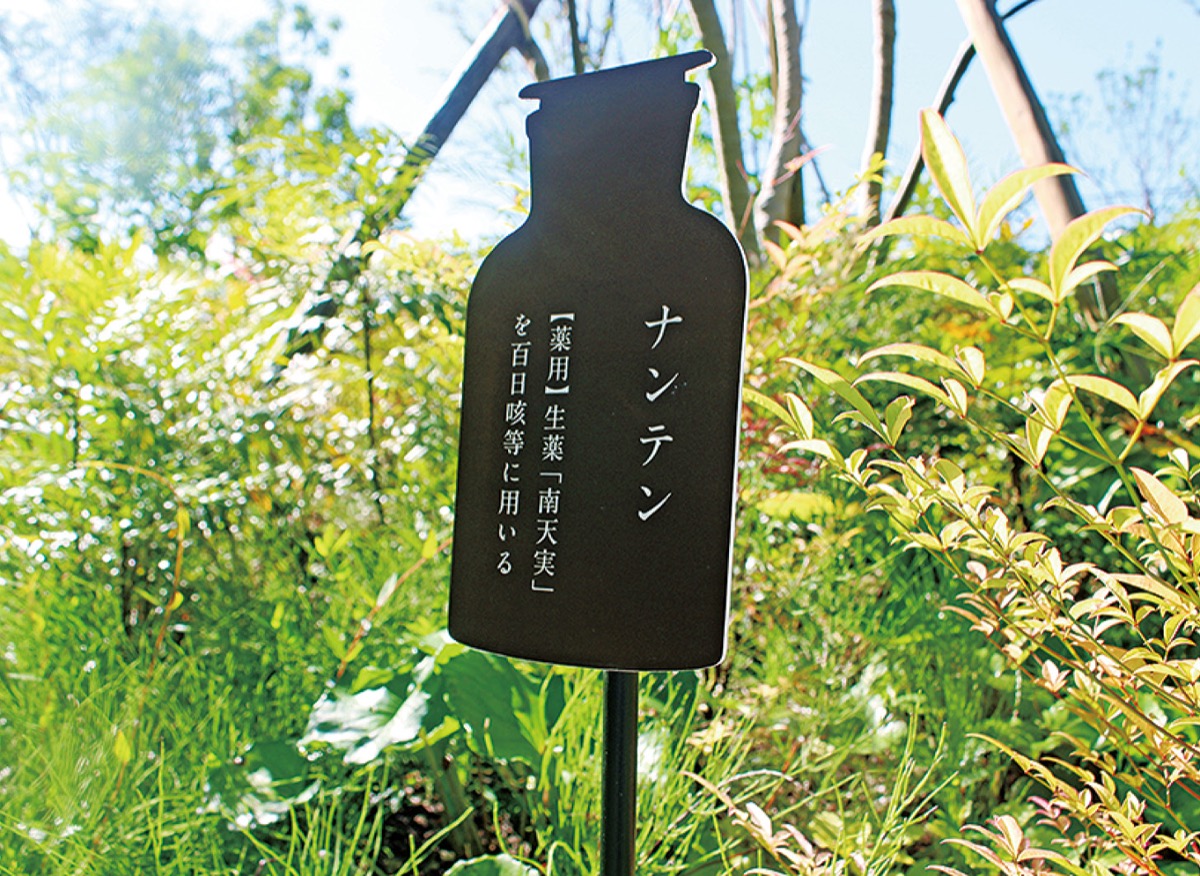公道からも見える「薬草」の説明書き