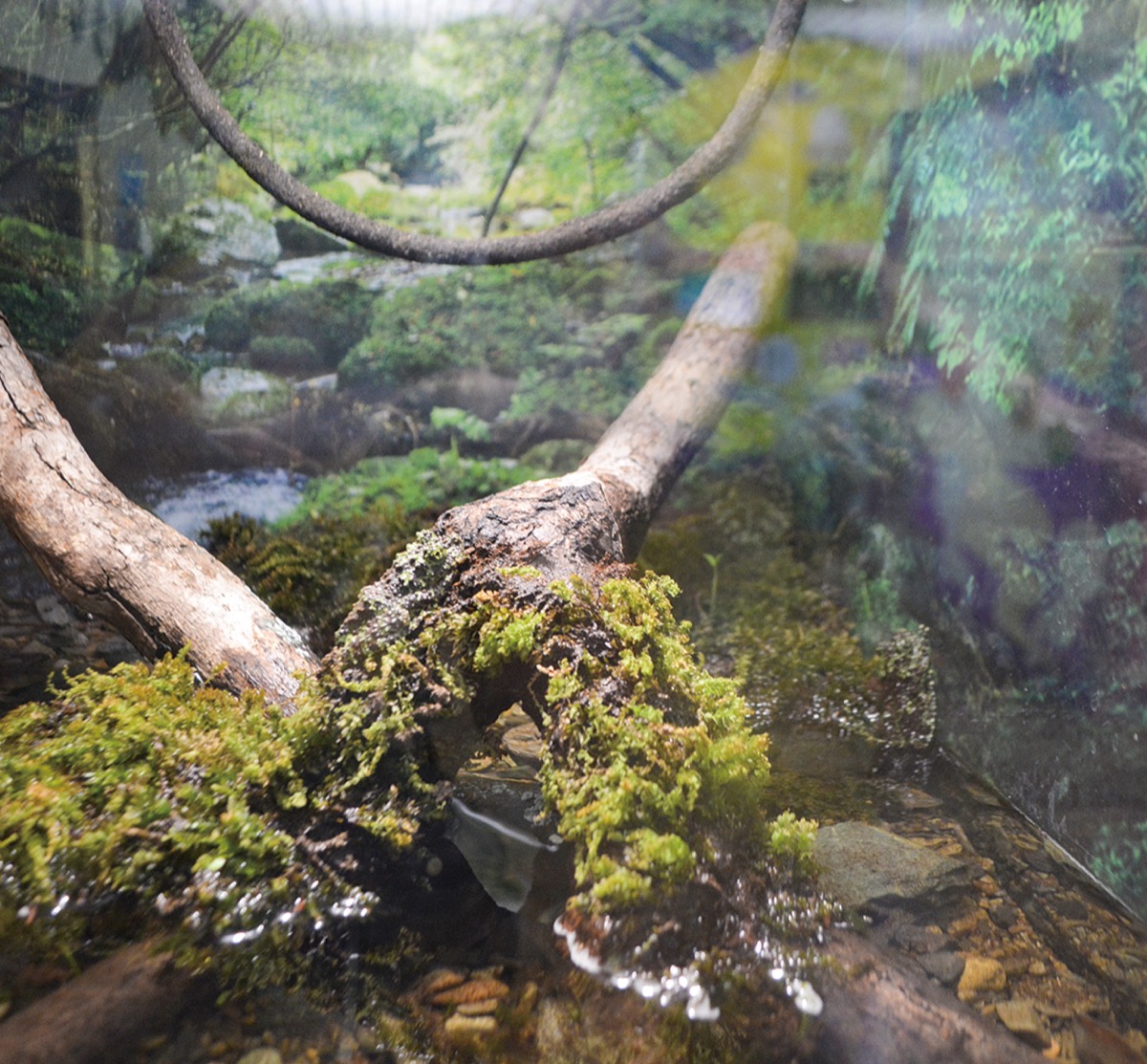変わり者？ヘンな生き物展