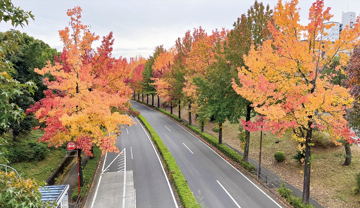 市内各地で紅葉色づく