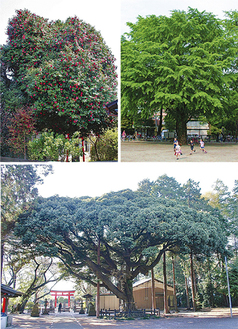 ３部門の最優秀賞樹木。「個人の部」のツバキ（写真上左）、「社寺仏閣の部」のスダジイ（下）、「公共の部」のイチョウ（右上）