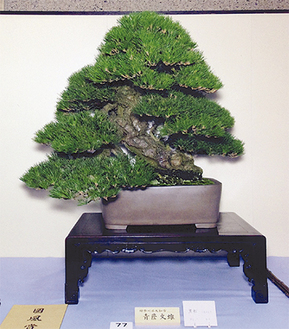 国風賞を受賞した黒松「明月」樹齢は250〜300年で樹高は88cmに及ぶ