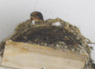 山口さん宅の車庫の天井に巣を作っている