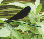◀羽が黒いのが特徴のハグロトンボ