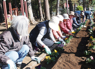 11月は宇都宮記念公園で落ち葉掃きの他、花の苗植えも行った