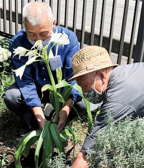 被爆ハマユウを植える西村さん(左)