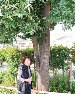 大きく成長した梛の木を紹介する喜田さん
