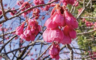 開花したカンヒザクラ＝３月４日撮影