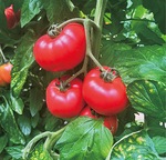 荒井さんが栽培するトマト