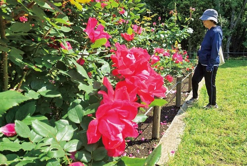 来園者の目を楽しませているバラ＝13日・ふれあいの森