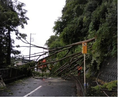 道路をふさいだ倒木　　　　　　＝市提供