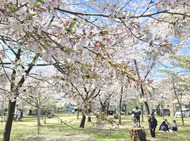 桃色の中に新緑芽吹く