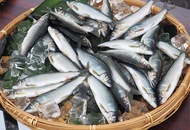 試釣では座架衣橋が好調