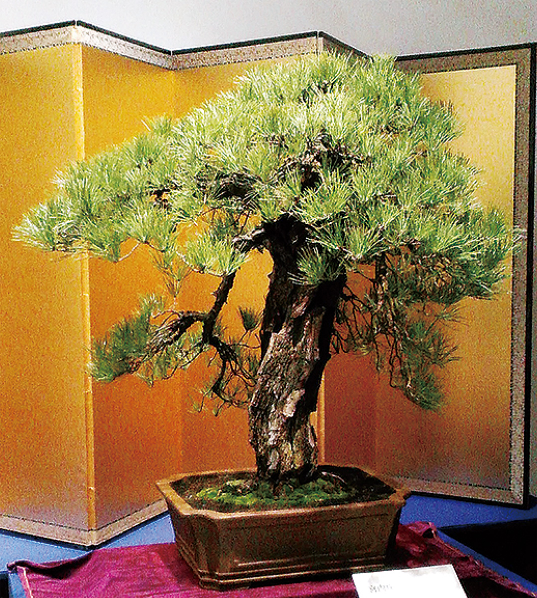 平成最後を飾る「黒松」 国風盆栽展に1万5千人 | 大和