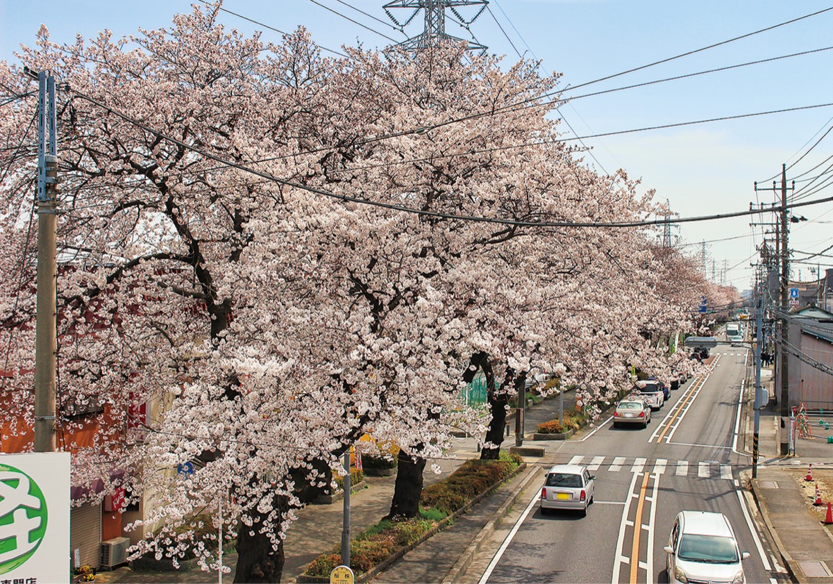藤沢街道沿いの桜のアーチ