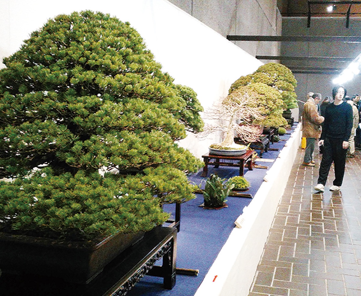 国風盆栽展 ８日から東京都美術館 | 大和 | タウンニュース