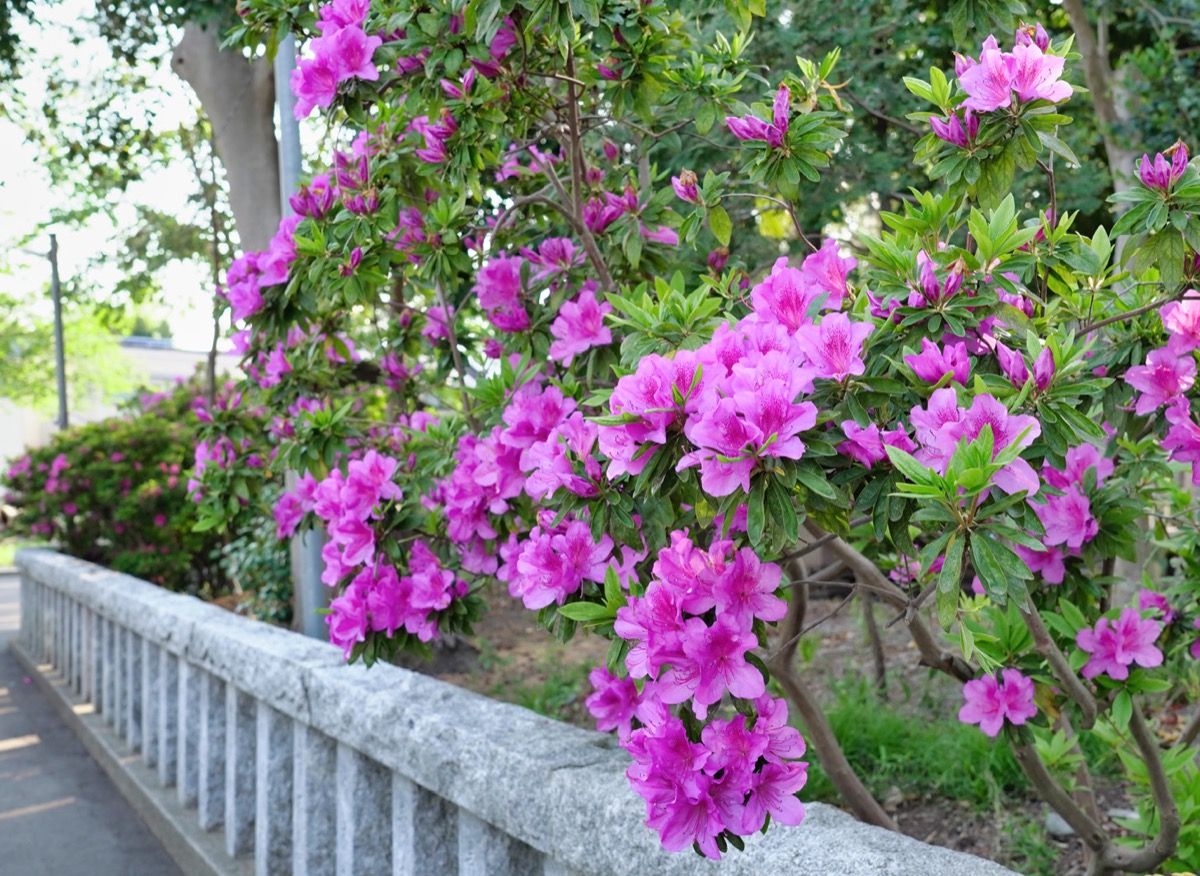 ツツジが見ごろ ｗｅｂ限定記事 深見神社ほか 大和 タウンニュース