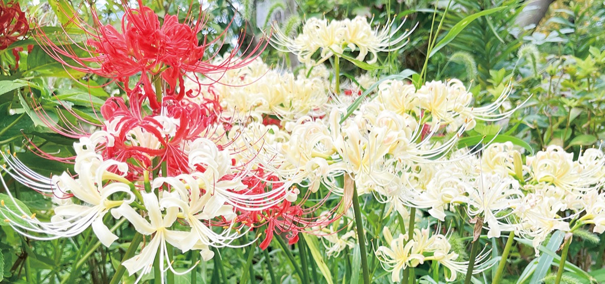 境内を紅白に彩る