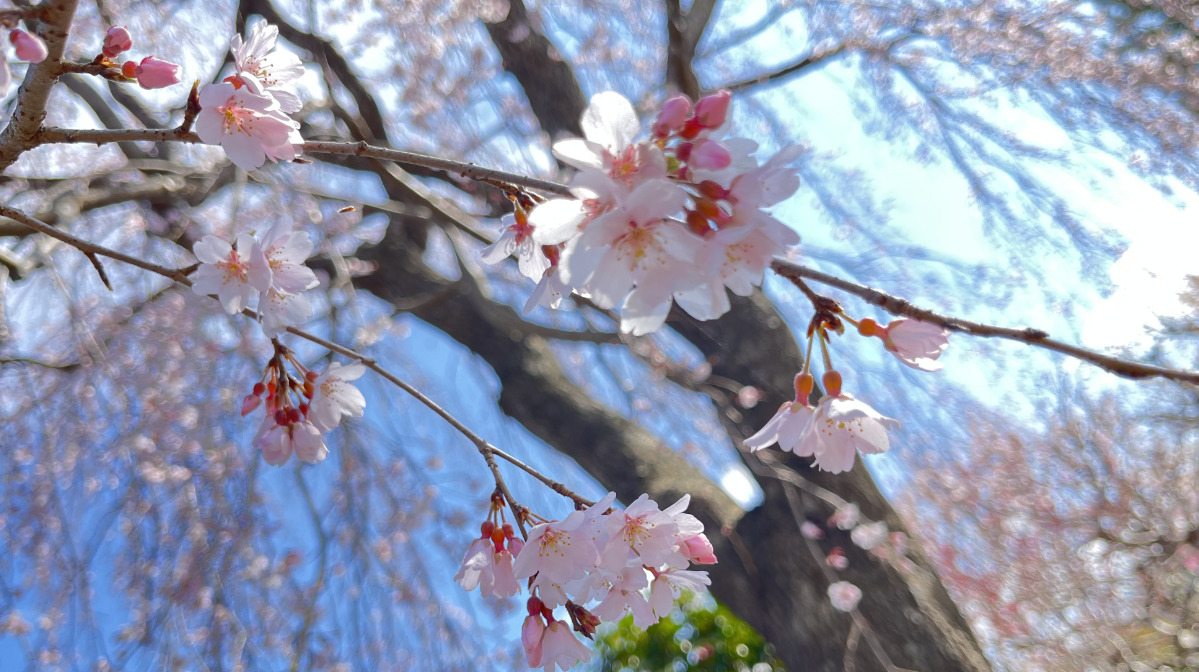 だんだんと開花