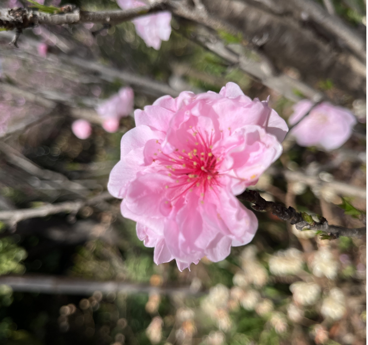 可愛らしい照手姫