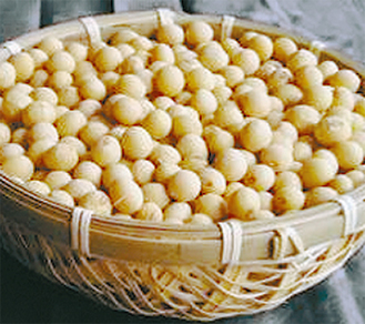 津久井在来大豆は相模湖周辺で栽培されてきた、甘くてコクのある地大豆で、味噌や豆腐としても販売されている