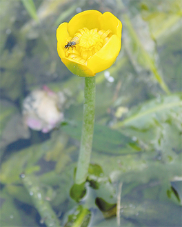 黄色い花を咲かせる「河骨」