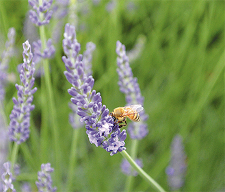 花から花へミツバチが飛び交う