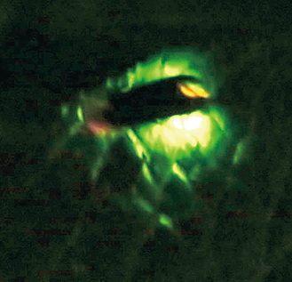 幻想的な光を放つホタル