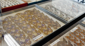 国蝶のオオムラサキ（写真左）など多数展示
