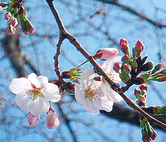 花開いた桜（３月22日撮影）