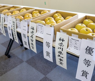 品評会には40点の梨が出品された＝海老名市提供