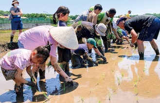 稲の苗を手植えする参加者