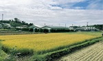 飼料米を栽培した綾瀬市吉岡の田んぼ
