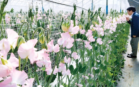 記者（右）の背を超える長さになり、花の位置を下にずらしてゆく＝海老名市上郷の温室　２月19日撮影